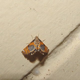 <i>Nymphicula blandialis</i> Species of moth