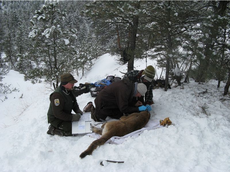 File:Mountain lion tagging - Charles M Russell National Wildlife Refuge - Montana - 2011-01-20.jpg