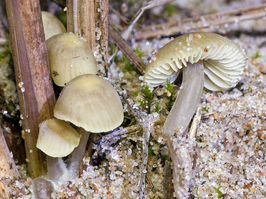 Groene mycena