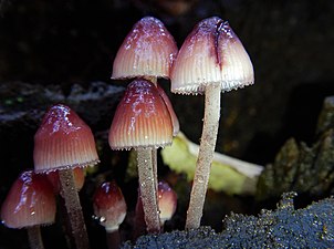 Mycena haematopus fungi.jpg