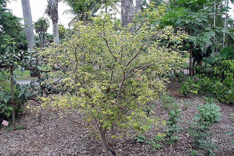 File:Myrciaria cauliflora 32zz.jpg