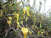 Numerous plants growing among stunted ridgetop vegetation N. dubia7.jpg