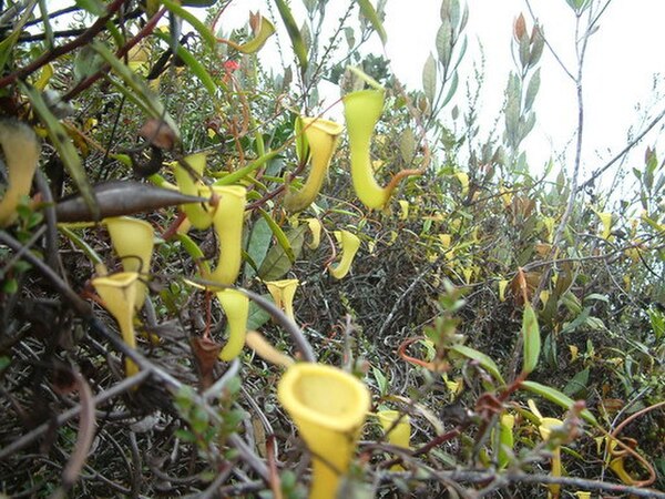 Numerous plants growing among stunted ridgetop vegetation