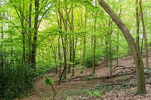 Mintarder Ruhrtalhang and Mintarder Berg nature reserve