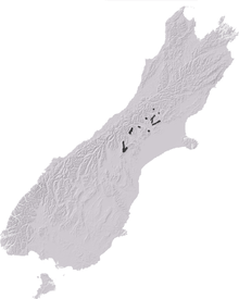 NZAcrididae7.png 