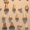 Display of 19th-century marble noses once used to repair Classical statues at the Ny Carlsberg Glyptotek museum