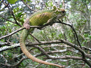 <span class="mw-page-title-main">Natal Midlands dwarf chameleon</span> Species of reptile