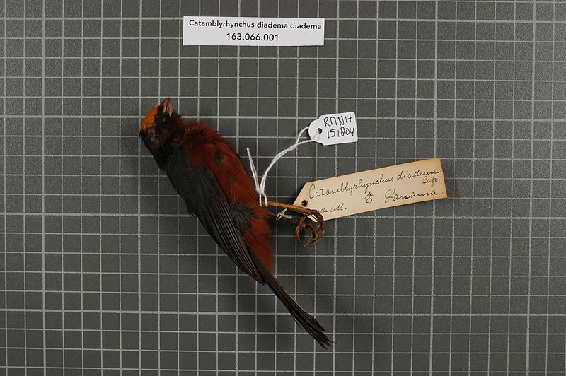 File:Naturalis Biodiversity Center - RMNH.AVES.151804 1 - Catamblyrhynchus diadema diadema Lafresnaye, 1842 - Emberizidae - bird skin specimen.jpeg