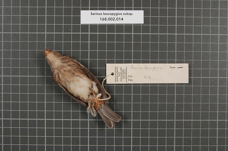 File:Naturalis Biodiversity Center - RMNH.AVES.25031 2 - Serinus leucopygius subsp. - Fringillidae - bird skin specimen.jpeg