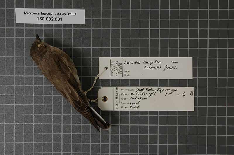 File:Naturalis Biodiversity Center - RMNH.AVES.54939 1 - Microeca leucophaea assimilis Gould, 1841 - Eopsaltriidae - bird skin specimen.jpeg