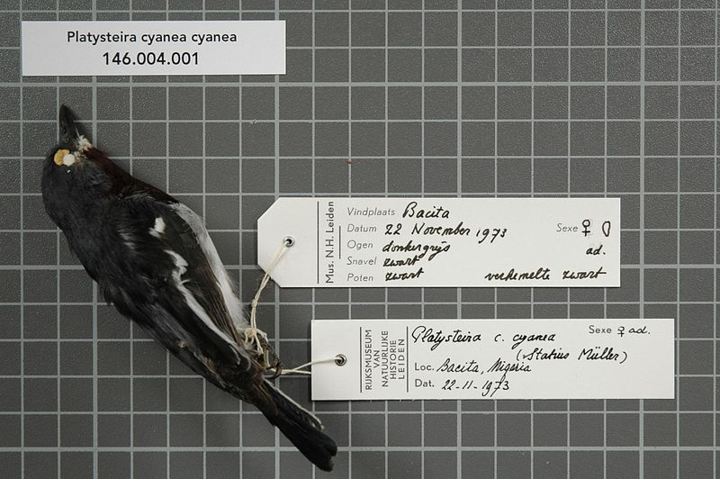 File:Naturalis Biodiversity Center - RMNH.AVES.76668 1 - Platysteira cyanea cyanea (Muller, 1776) - Platysteiridae - bird skin specimen.jpeg