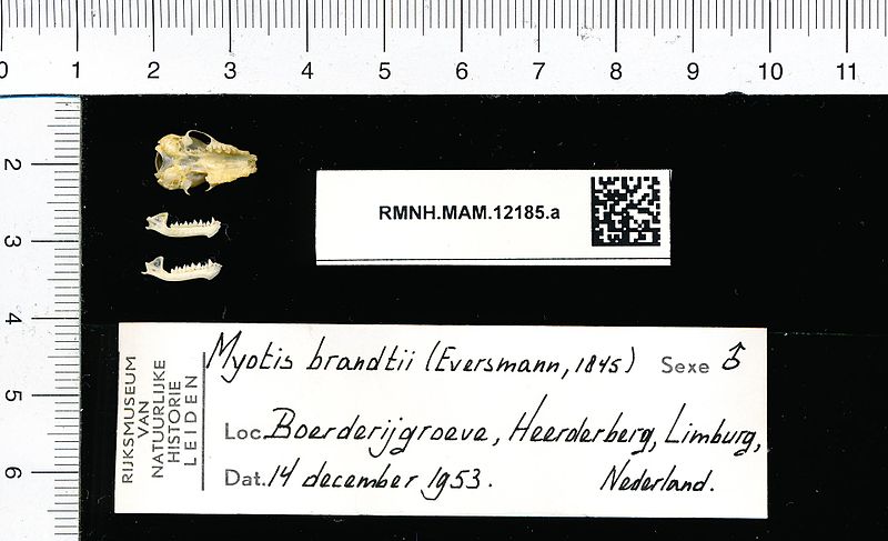 File:Naturalis Biodiversity Center - RMNH.MAM.12185.a pal - Myotis brandtii - skull.jpeg