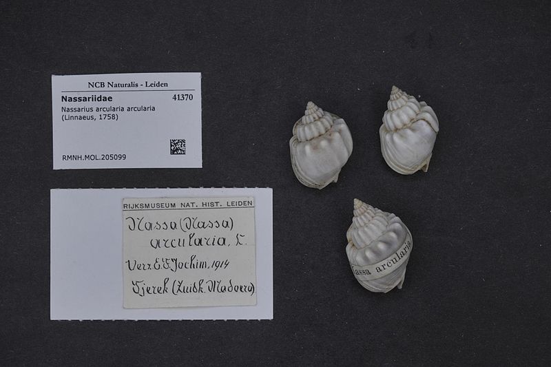 File:Naturalis Biodiversity Center - RMNH.MOL.205099 - Nassarius arcularia arcularia (Linnaeus, 1758) - Nassariidae - Mollusc shell.jpeg