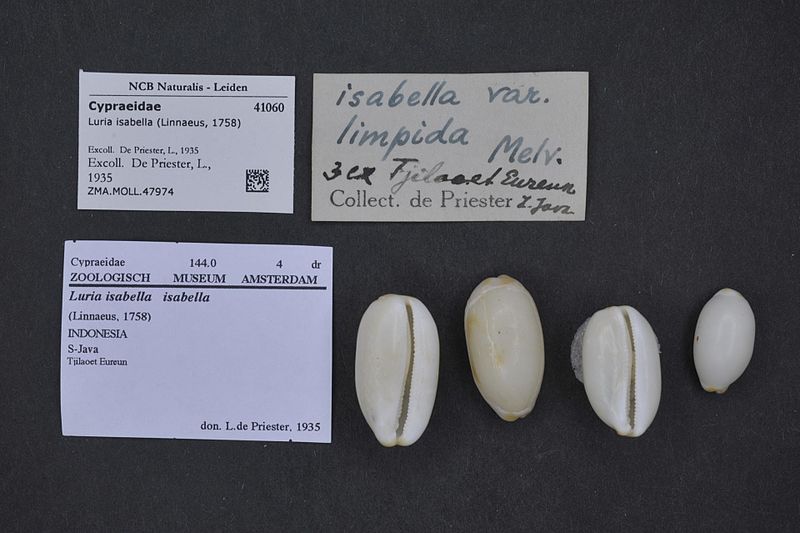 File:Naturalis Biodiversity Center - ZMA.MOLL.47974 - Luria isabella (Linnaeus, 1758) - Cypraeidae - Mollusc shell.jpeg