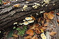 Pilze an einem abgestorbenen Baumstamm im Ostholz