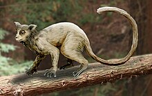 Restoration of Necrolemur, which was endemic to western Europe during the Eocene Necrolemur NT.jpg