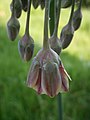 Allium siculum close-up flower