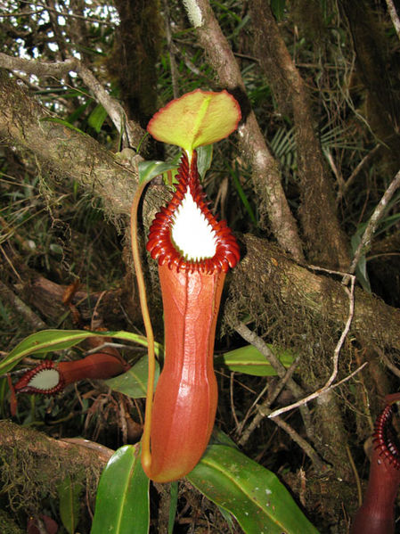 Resultado de imagen de Nepenthes Edwardsiana