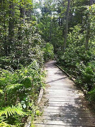 <span class="mw-page-title-main">Pachaug State Forest</span> Large American forested area