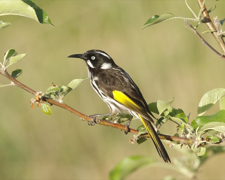 File:New Holland Honeyeater (Phylidonyris novaehollandiae) - Flickr - Lip Kee.jpg