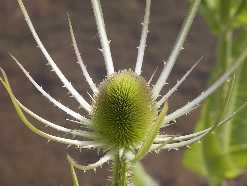 File:New Teasel 2 (3653559013).jpg