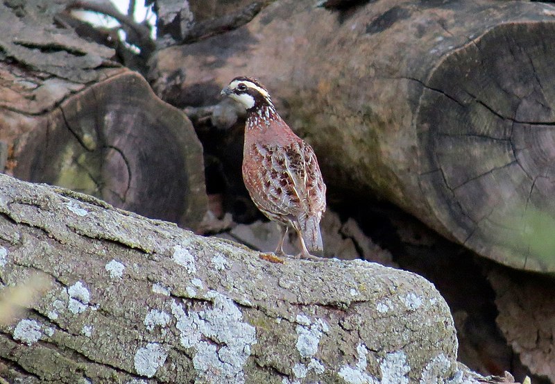 File:Northern Bobwhite (34480541794).jpg