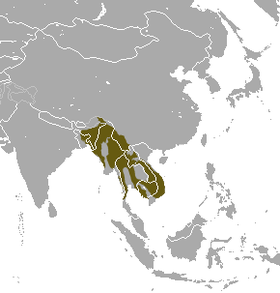 Northern Pig-tailed Macaque area.png