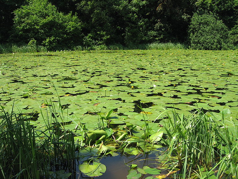 File:Nymphaea on the lake2.jpg