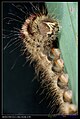 Nymphalidae (caterpillar) (6961653021).jpg