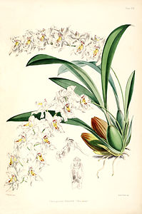 plate 19 Odontoglossum alexandrae Oncidium alexandrae