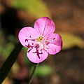 Oenothera rosea