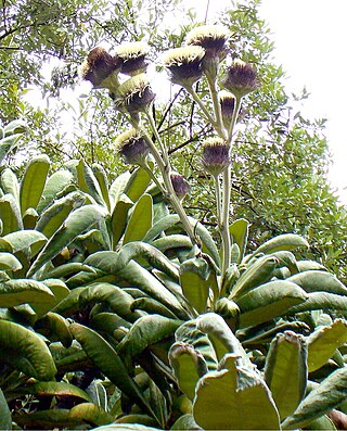 <i>Oldenburgia grandis</i> Species of tree