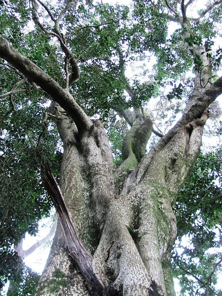 File:Olea macrocarpa - Giant Ironwood tree - Cape Town 4.jpg