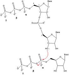 Organic mechanism of oligonucleotide synthesis of ribonucleic acid (RNA) in the 5' to 3' direction Oligonucleotide Synthesis3.jpg