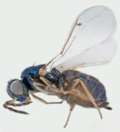 Thumbnail for Chalcid wasp