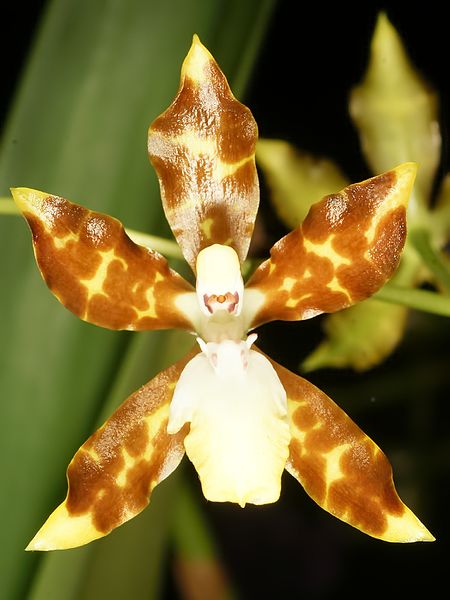 File:Oncidium maculatum Orchi 029.jpg