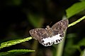 * Nomination Open wing nectaring behaviour of Tagiades litigiosa (Möschler, 1878) - Water Snow Flat --ManaskaMukhopadhyay 05:01, 17 October 2022 (UTC) * Promotion  Support Good quality. --Jakubhal 15:50, 17 October 2022 (UTC)