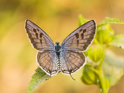 Dorsal view