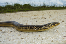 Ophisaurus compressus, ještěrka ostrovního skla, Florida.png