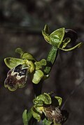 Ophrys lindia Ophrys fusca ssp. fusca