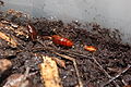 Orange Parcoblatta uhleriana nymph.jpg