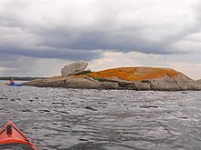 R. elegans on rocky islet in Gaspereau Lake Orangerock.jpg