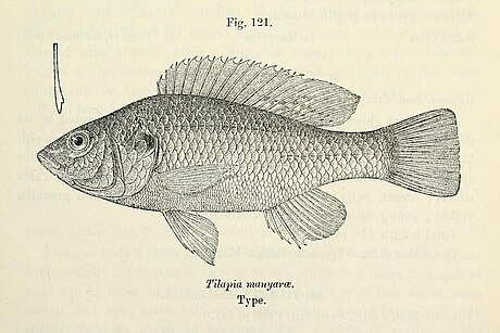 Oreochromis amphimelas