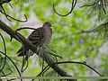 Oriental Turtle Dove (Streptopelia orientalis) (28731738227).jpg