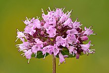 Origanum vulgare inflorescence - Keila.jpg