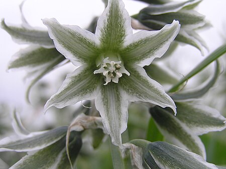 Ornithogalum boucheanum