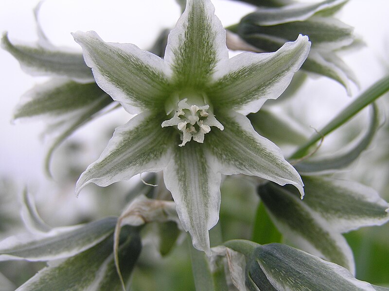 TÌNH YÊU CÂY CỎ ĐV 5 - Page 87 800px-Ornithogalum_boucheanum_2