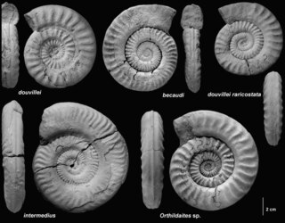 <i>Orthildaites</i> Genus of molluscs (fossil)