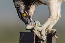 Predation is a short-term interaction, in which the predator, here an osprey, kills and eats its prey. Osprey eating a fish.jpg