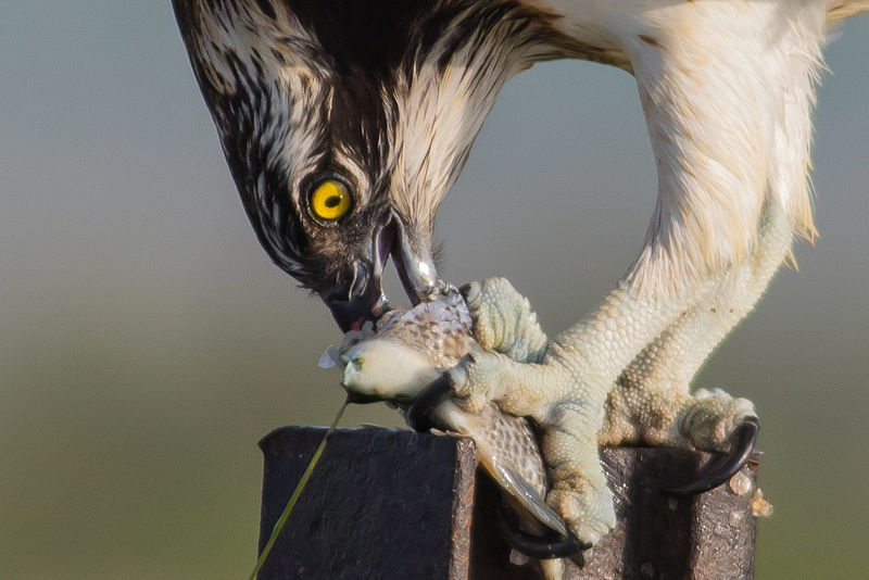 File:Osprey eating a fish.jpg